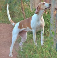 /album/trackingdogs/a1-242x250-jpg/